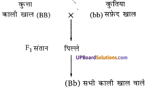 UP Board Solutions for Class 10 Science Chapter 9 Heredity and Evolution img-4