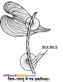 UP Board Solutions for Class 11 Biology Chapter 5 Morphology of Flowering Plants image 24