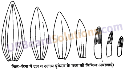UP Board Solutions for Class 11 Biology Chapter 5 Morphology of Flowering Plants image 3