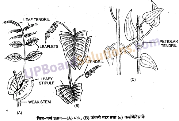 UP Board Solutions for Class 11 Biology Chapter 5 Morphology of Flowering Plants image 33