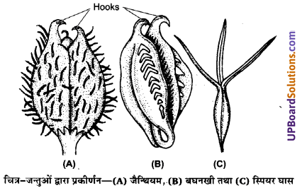 UP Board Solutions for Class 11 Biology Chapter 5 Morphology of Flowering Plants image 47