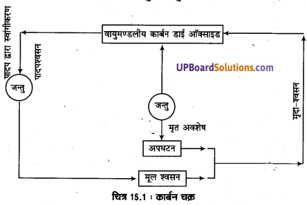 UP Board Solutions for Class 11 Geography Fundamentals of Physical Geography Chapter 15 Life on the Earth (पृथ्वी पर जीवन) img 3