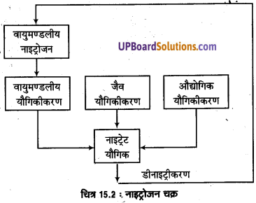 UP Board Solutions for Class 11 Geography Fundamentals of Physical Geography Chapter 15 Life on the Earth (पृथ्वी पर जीवन) img 4