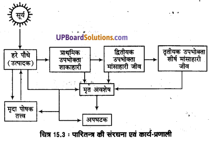 UP Board Solutions for Class 11 Geography Fundamentals of Physical Geography Chapter 15 Life on the Earth (पृथ्वी पर जीवन) img 6