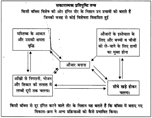 UP Board Solutions for Class 11 History Chapter 1 From the Beginning of Time image 1