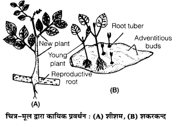 UP Board Solutions for Class 12 Biology Chapter 1 Reproduction in Organisms img-6