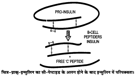 UP Board Solutions for Class 12 Biology Chapter 12 Biotechnology and its Applications img-1