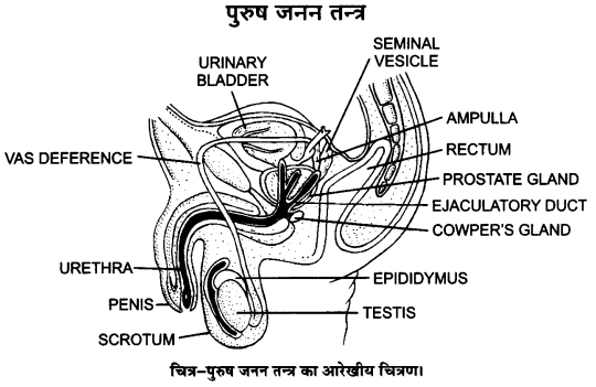 मानव जनन 7 मानव जनन मानव जनन UP Board Solutions for Class 12 Biology Chapter 3 Human Reproduction img-1