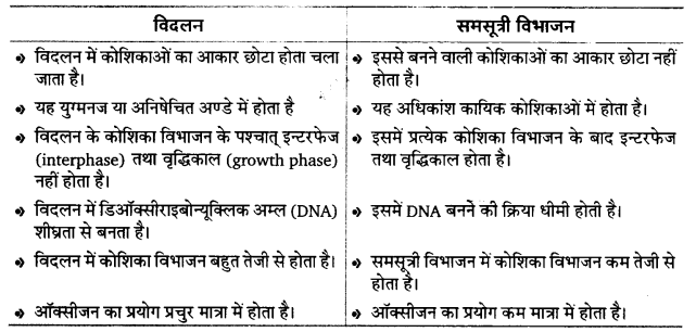 UP Board Solutions for Class 12 Biology Chapter 3 Human Reproduction img-9