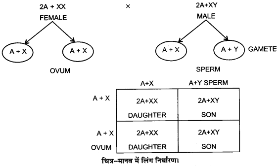 वंशागति और विविधता के सिद्धान्त 25 वंशागति और विविधता के सिद्धान्त वंशागति और विविधता के सिद्धान्त UP Board Solutions for Class 12 Biology Chapter 5 Principles of Inheritance and Variation img-10