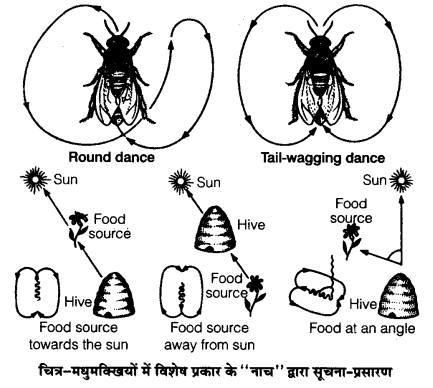 NCERT Solutions for Class 12th Biology Chapter 9 Strategies for Enhancement in Food Production (खाद्य उत्पादन में वृद्धि की कार्यनीति)
