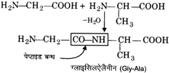 UP Board Solutions for Class 12 Chemistry Chapter 14 Biomolecules image 10