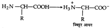 UP Board Solutions for Class 12 Chemistry Chapter 14 Biomolecules image 11