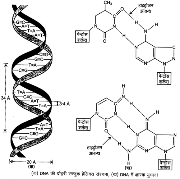 UP Board Solutions for Class 12 Chemistry Chapter 14 Biomolecules image 13