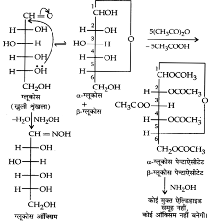 UP Board Solutions for Class 12 Chemistry Chapter 14 Biomolecules image 2