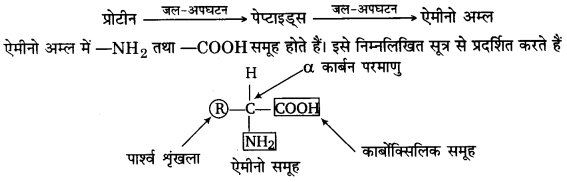 UP Board Solutions for Class 12 Chemistry Chapter 14 Biomolecules image 27