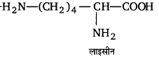 UP Board Solutions for Class 12 Chemistry Chapter 14 Biomolecules image 29