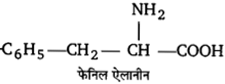 UP Board Solutions for Class 12 Chemistry Chapter 14 Biomolecules image 31