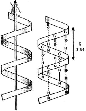 UP Board Solutions for Class 12 Chemistry Chapter 14 Biomolecules image 33