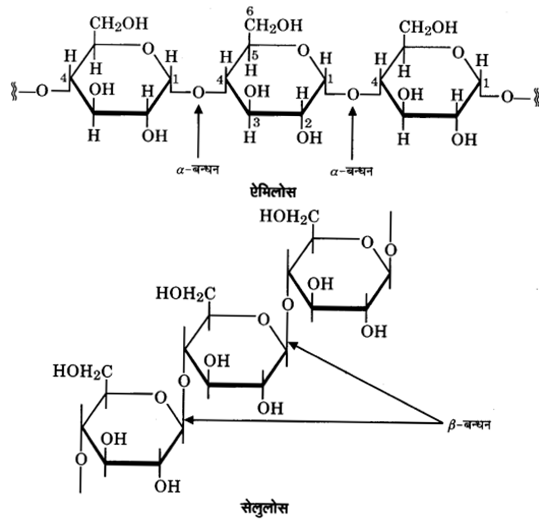 UP Board Solutions for Class 12 Chemistry Chapter 14 Biomolecules image 7