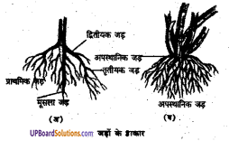 UP Board Solutions for Class 6 Science Chapter 6 जीव जगत img-2