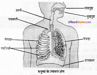 UP Board Solutions for Class 6 Science Chapter 8 जन्तु की संरचना व कार्य img-2