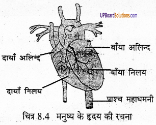 UP Board Solutions for Class 6 Science Chapter 8 जन्तु की संरचना व कार्य img-3