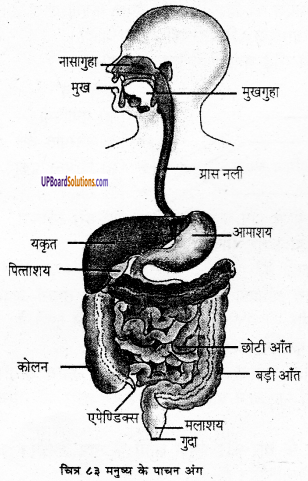 UP Board Solutions for Class 6 Science Chapter 8 जन्तु की संरचना व कार्य img-4