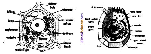 UP Board Solutions for Class 8 Science Chapter 6 कोशिका से अंग तंत्र तक img-5