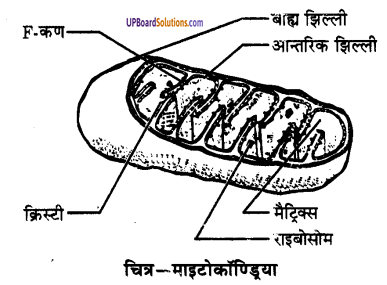 UP Board Solutions for Class 9 Science Chapter 5 The Fundamental Unit of Life image -10