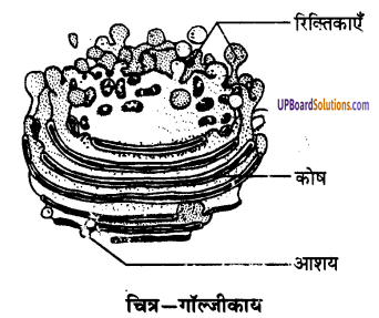 UP Board Solutions for Class 9 Science Chapter 5 The Fundamental Unit of Life image -11