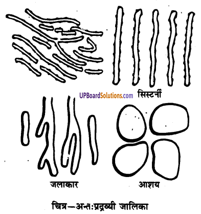 UP Board Solutions for Class 9 Science Chapter 5 The Fundamental Unit of Life image -12