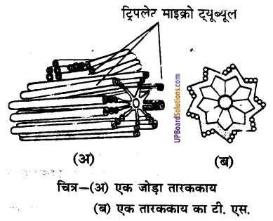 UP Board Solutions for Class 9 Science Chapter 5 The Fundamental Unit of Life image -13