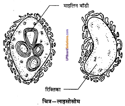 UP Board Solutions for Class 9 Science Chapter 5 The Fundamental Unit of Life image -14