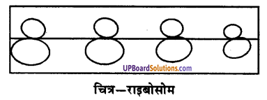 UP Board Solutions for Class 9 Science Chapter 5 The Fundamental Unit of Life image -15