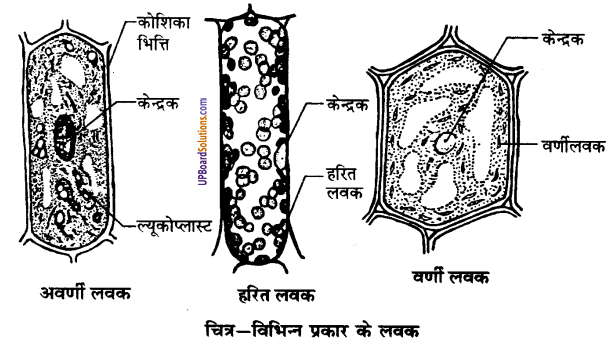 UP Board Solutions for Class 9 Science Chapter 5 The Fundamental Unit of Life image -16