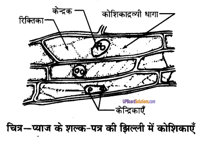 UP Board Solutions for Class 9 Science Chapter 5 The Fundamental Unit of Life image -5