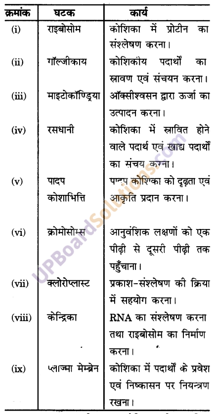 UP Board Solutions for Class 9 Science Chapter 5 The Fundamental Unit of Life image -6