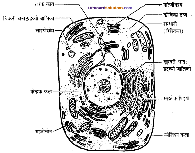 UP Board Solutions for Class 9 Science Chapter 5 The Fundamental Unit of Life image -7