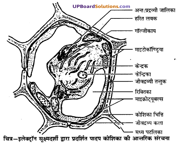 UP Board Solutions for Class 9 Science Chapter 5 The Fundamental Unit of Life image -8