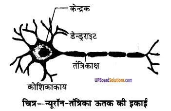UP Board Solutions for Class 9 Science Chapter 6 Tissues image -1