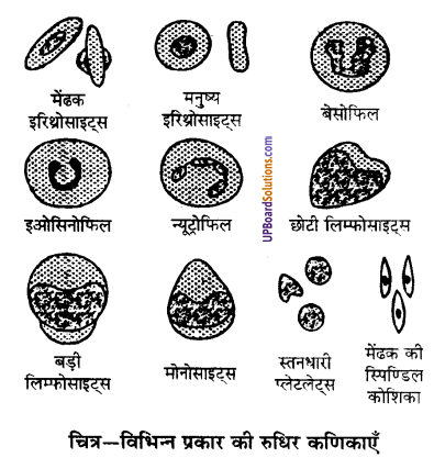 UP Board Solutions for Class 9 Science Chapter 6 Tissues image -12