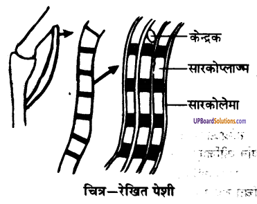 UP Board Solutions for Class 9 Science Chapter 6 Tissues image -13
