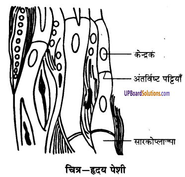 UP Board Solutions for Class 9 Science Chapter 6 Tissues image -14