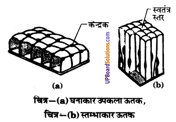 UP Board Solutions for Class 9 Science Chapter 6 Tissues image -15
