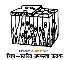 UP Board Solutions for Class 9 Science Chapter 6 Tissues image -16