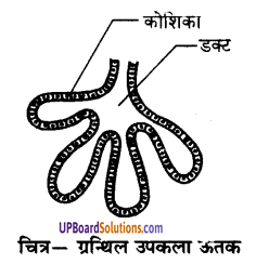 UP Board Solutions for Class 9 Science Chapter 6 Tissues image -17