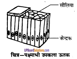UP Board Solutions for Class 9 Science Chapter 6 Tissues image -18