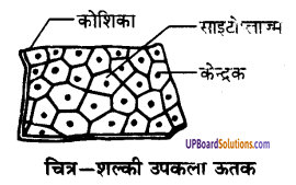 UP Board Solutions for Class 9 Science Chapter 6 Tissues image -19