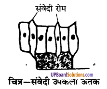 UP Board Solutions for Class 9 Science Chapter 6 Tissues image -20